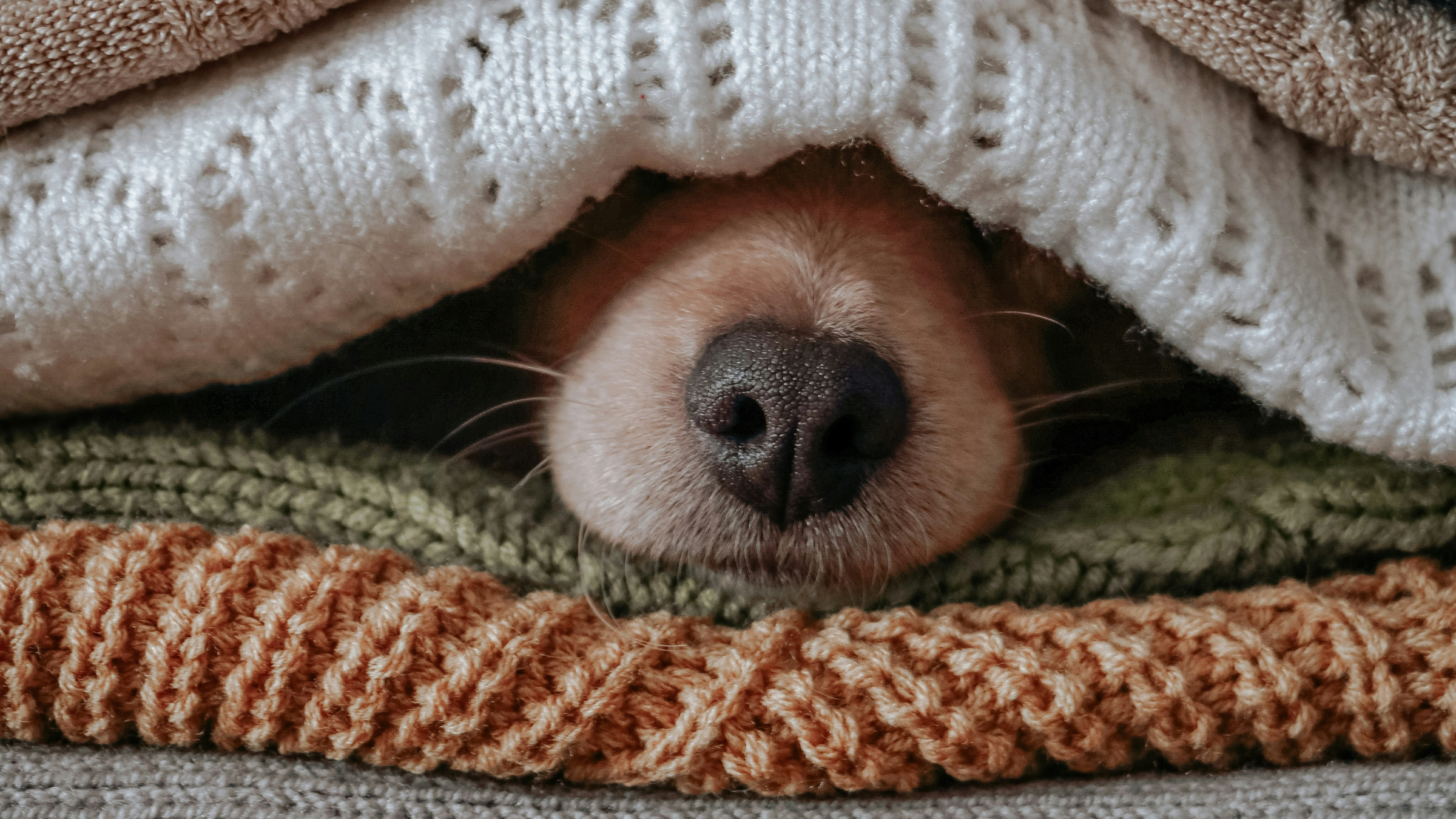 Dai Pumpkin Patch alle Spiagge Deserte: 10 Cose da Fare con il Cane a Settembre in Campania